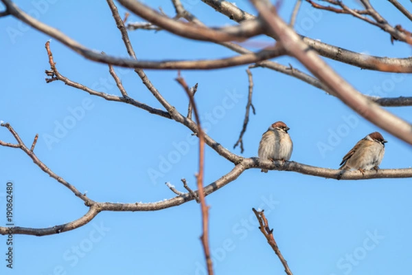Fototapeta Sparrows on the branch. Sunny day. Blue sky. Beautiful early spring day.