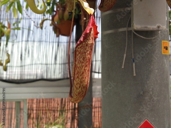 Obraz ネペンテス