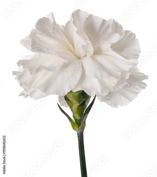 Obraz White  carnation