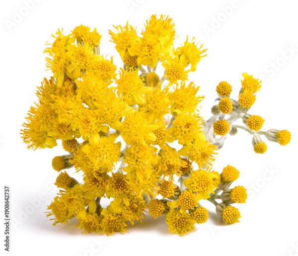 Obraz Dusty miller flowers