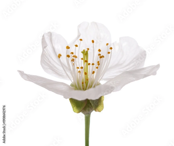 Obraz Cherry  flower