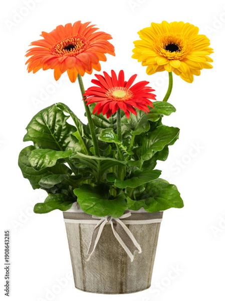 Obraz  Gerbera plant in vase