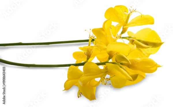 Obraz Spartium junceum flowers