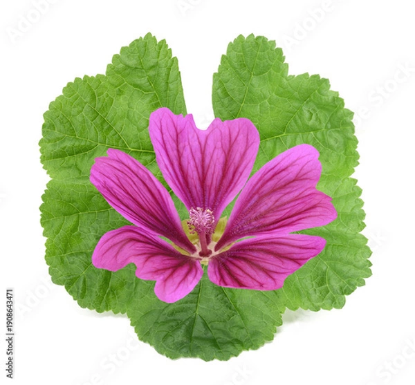 Obraz Mallow flower with leaf