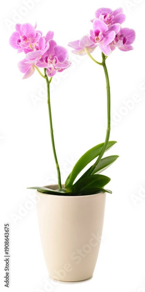 Obraz Pink orchids flowers in vase