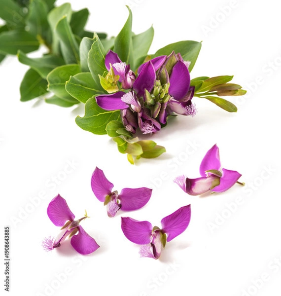 Obraz Milkwort flowers