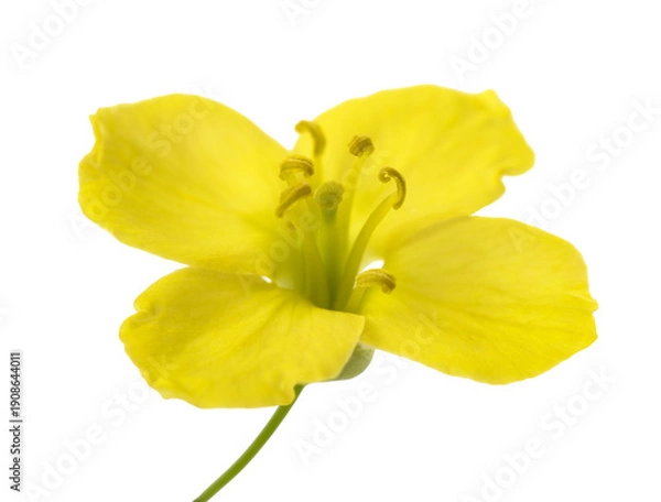 Obraz Arugula Flower (Rocket Flower)