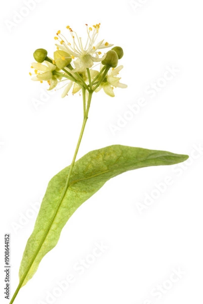 Fototapeta Linden  bract and flowers