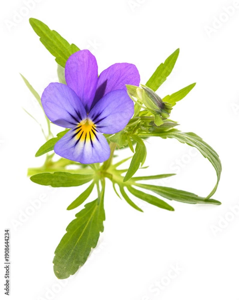 Obraz Viola tricolor