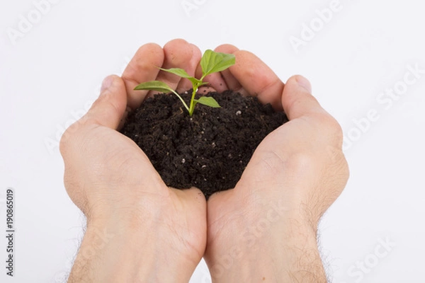 Obraz Sprouted white background in palm