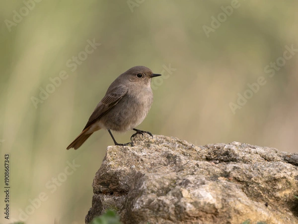 Obraz Black redstart, Phoenicurus ochruros
