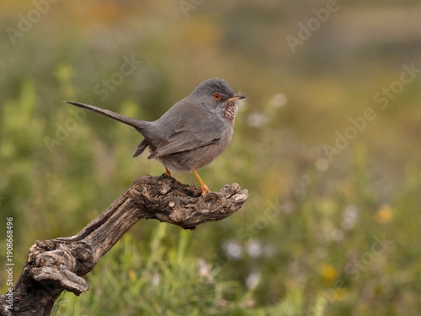 Obraz Dartford warbler, Sylvia undata