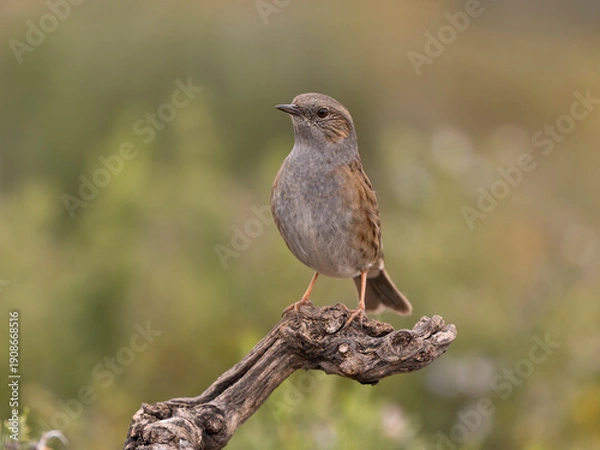 Fototapeta Dunnock or Hedge sparrow, Prunella modularis,