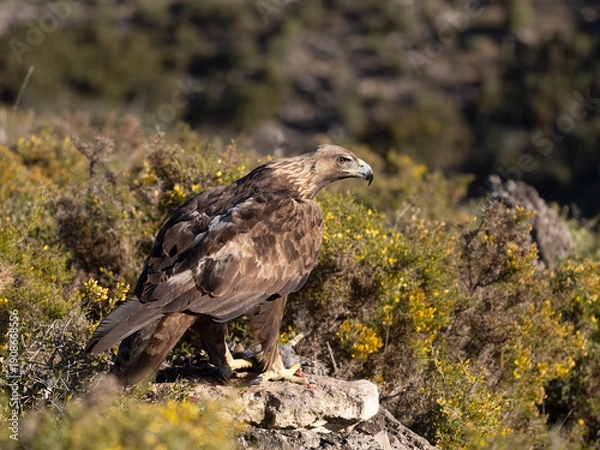 Obraz Golden eagle, Aquila chrysaetos