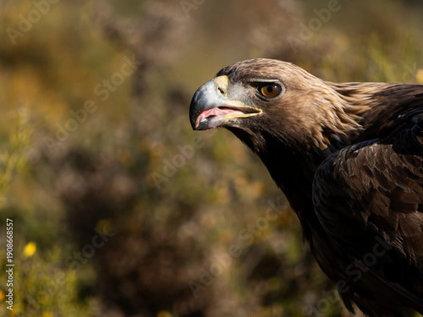 Fototapeta Golden eagle, Aquila chrysaetos