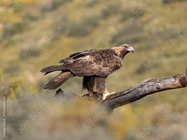 Fototapeta Golden eagle, Aquila chrysaetos