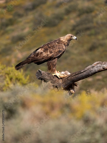 Fototapeta Golden eagle, Aquila chrysaetos