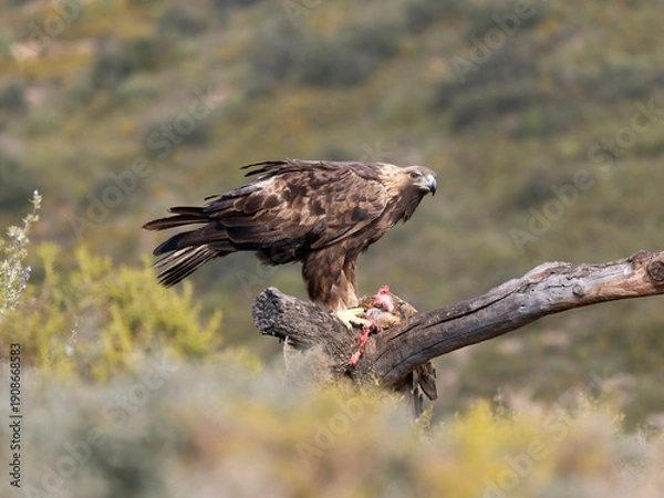 Obraz Golden eagle, Aquila chrysaetos