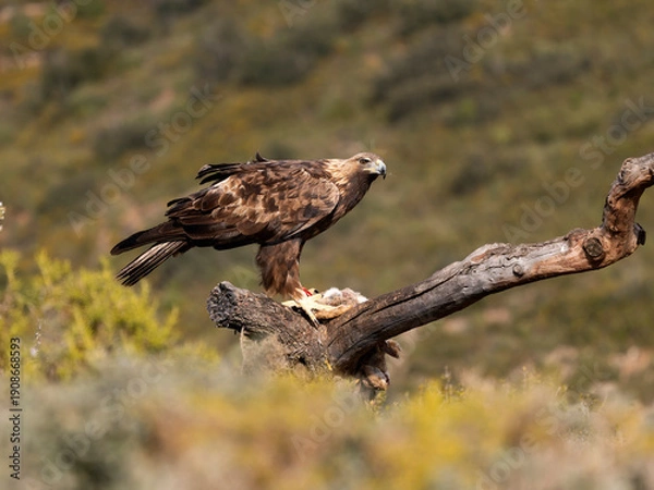 Fototapeta Golden eagle, Aquila chrysaetos