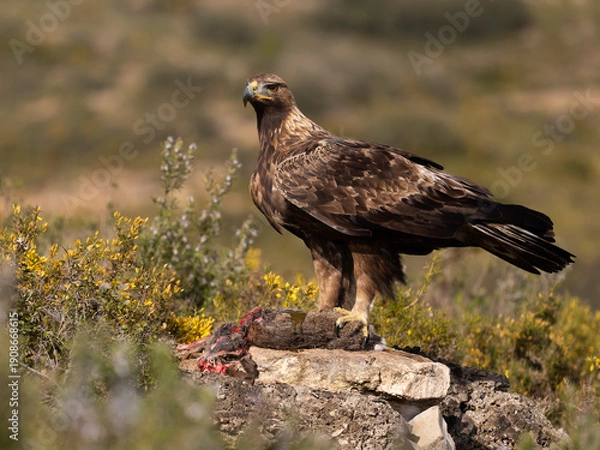 Obraz Golden eagle, Aquila chrysaetos