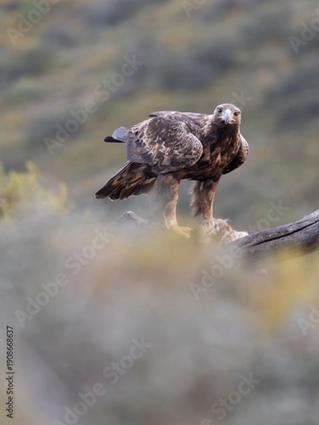 Fototapeta Golden eagle, Aquila chrysaetos