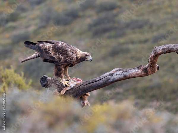 Fototapeta Golden eagle, Aquila chrysaetos