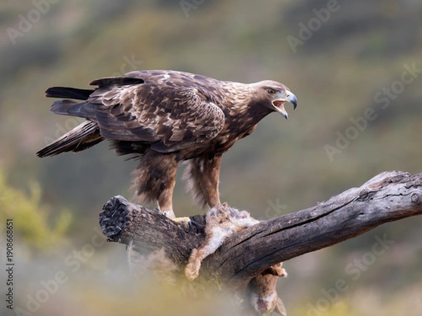 Fototapeta Golden eagle, Aquila chrysaetos