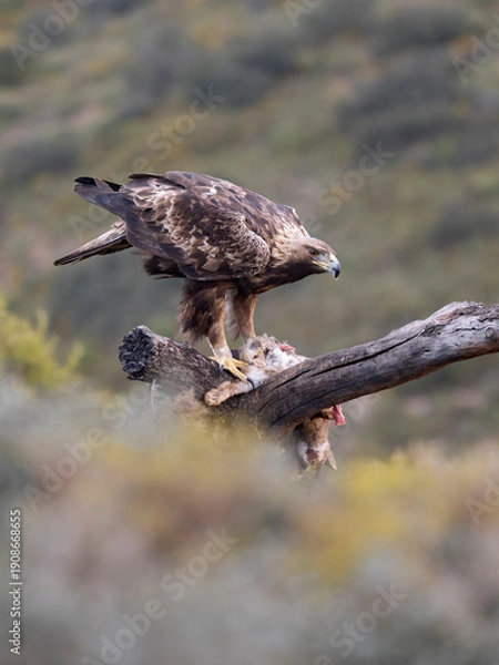 Fototapeta Golden eagle, Aquila chrysaetos
