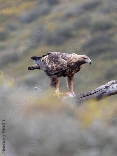 Fototapeta Golden eagle, Aquila chrysaetos