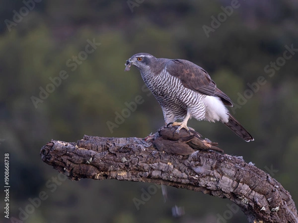 Fototapeta Goshawk, Accipiter gentilis