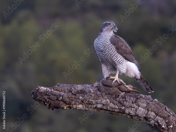 Fototapeta Goshawk, Accipiter gentilis