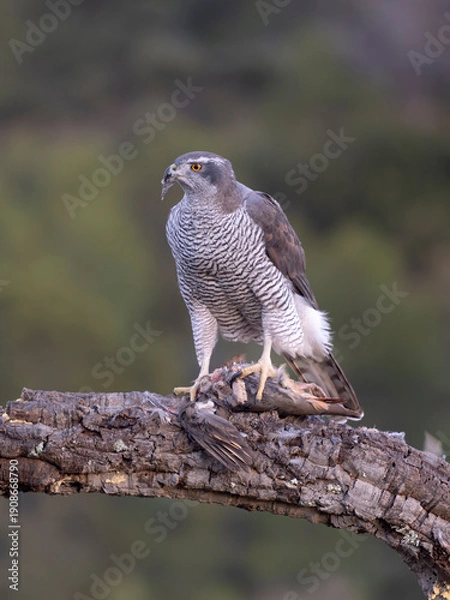 Fototapeta Goshawk, Accipiter gentilis