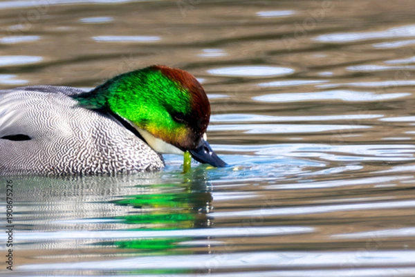 Fototapeta 冬の川に泳ぐヨシガモ