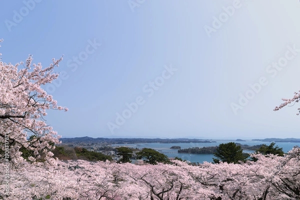 Obraz 桜の松島西行戻しの松公園からの日本三景松島