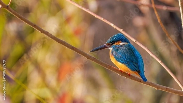 Obraz 枝に止まってくつろぐカワセミのクローズアップ 鮮やかな青とオレンジの羽