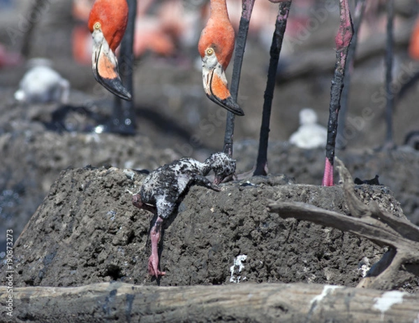 Fototapeta great flamingos Cuba