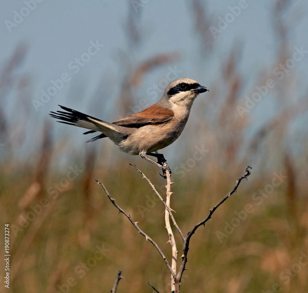 Fototapeta Red-backed shrike