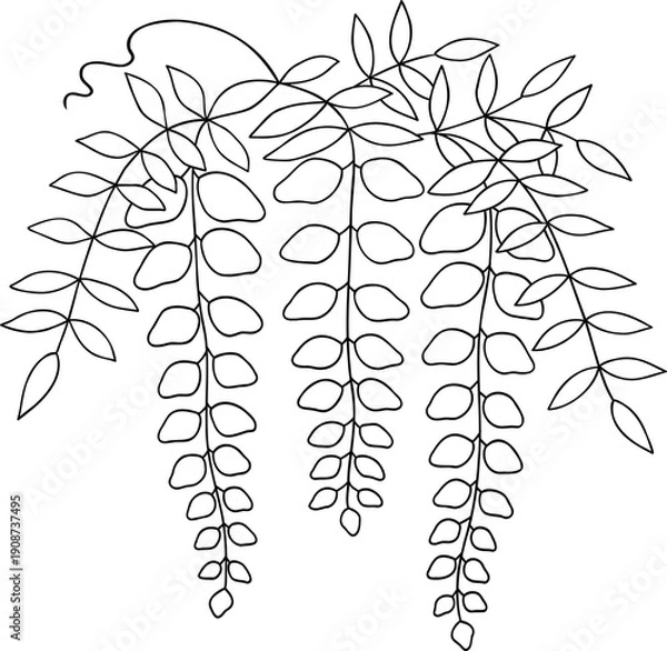 Fototapeta 藤の花の線画イラスト	