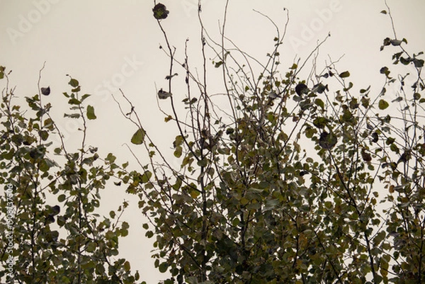 Obraz grass in the wind in Russia