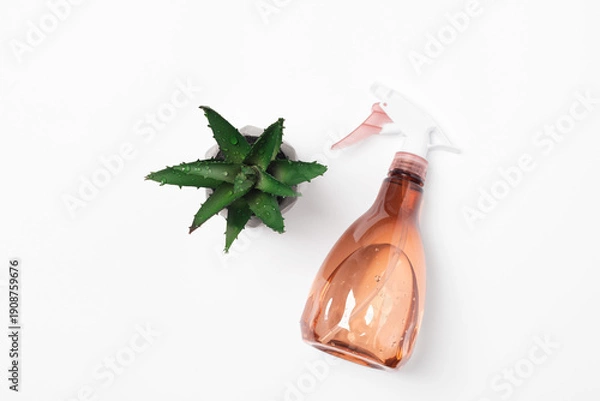 Obraz Green flower in a pot on white background