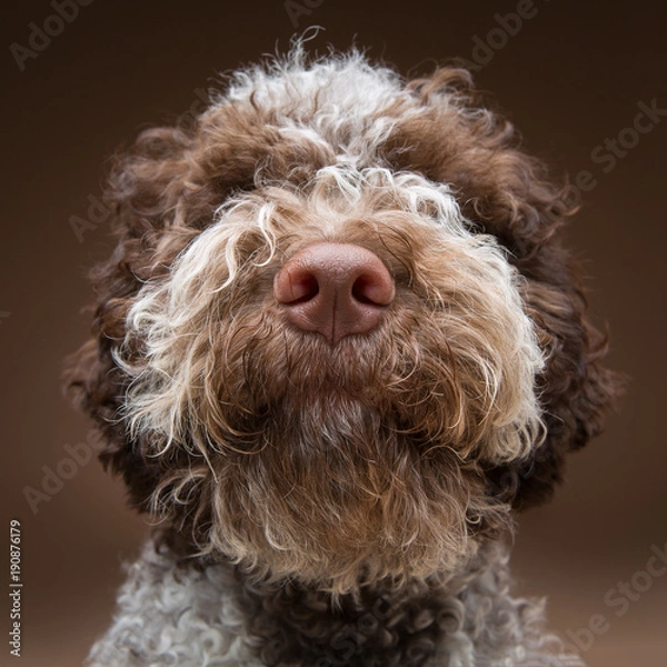 Obraz beautiful brown fluffy puppy
