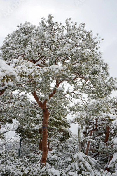 Fototapeta 雪の赤松