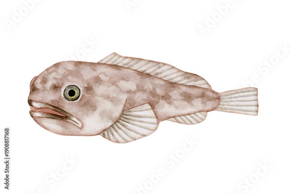 Obraz ボウズカジカ カジカ　深海魚 深海生物　水彩 イラスト