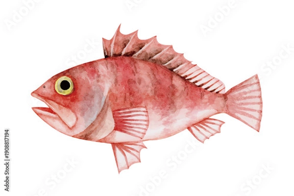 Obraz ユメカサゴ カサゴ　深海魚 深海生物　水彩 イラスト