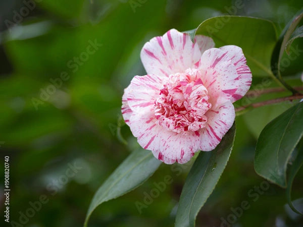 Obraz 珍しい唐子咲きの椿