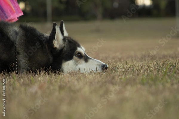 Obraz Siberian Husky