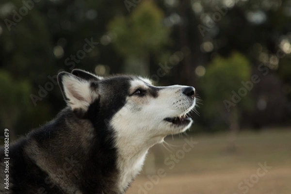 Obraz Siberian Husky