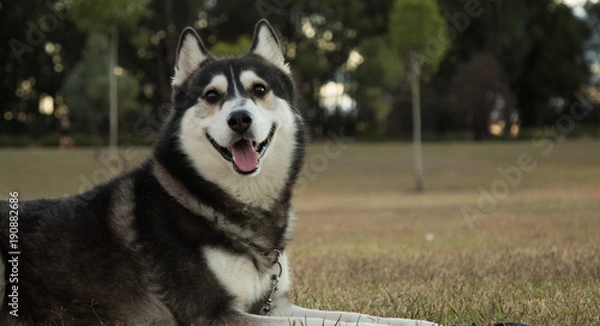 Obraz Siberian Husky
