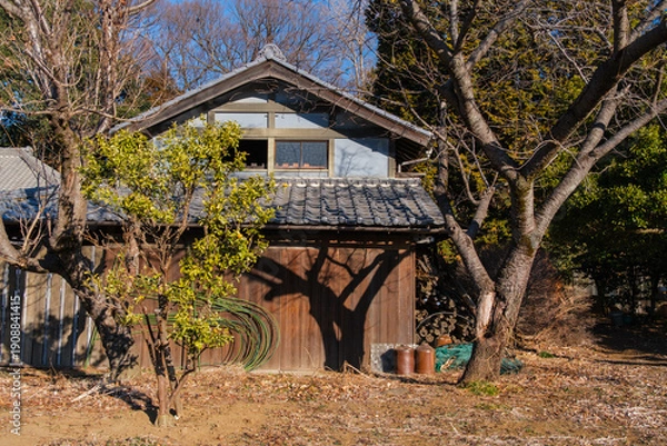 Fototapeta 屋敷林と木影