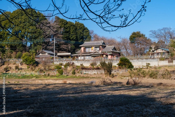 Fototapeta 冬木立と農家